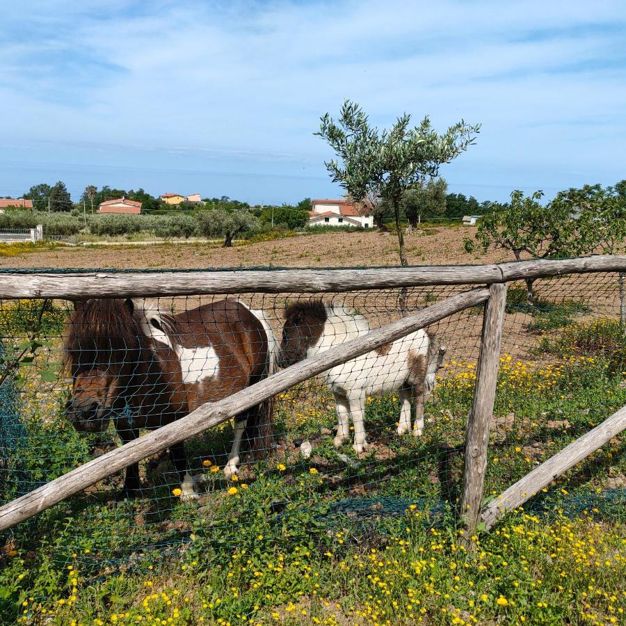 Agriturismo Agri Armonia Сан-Лючидо Экстерьер фото